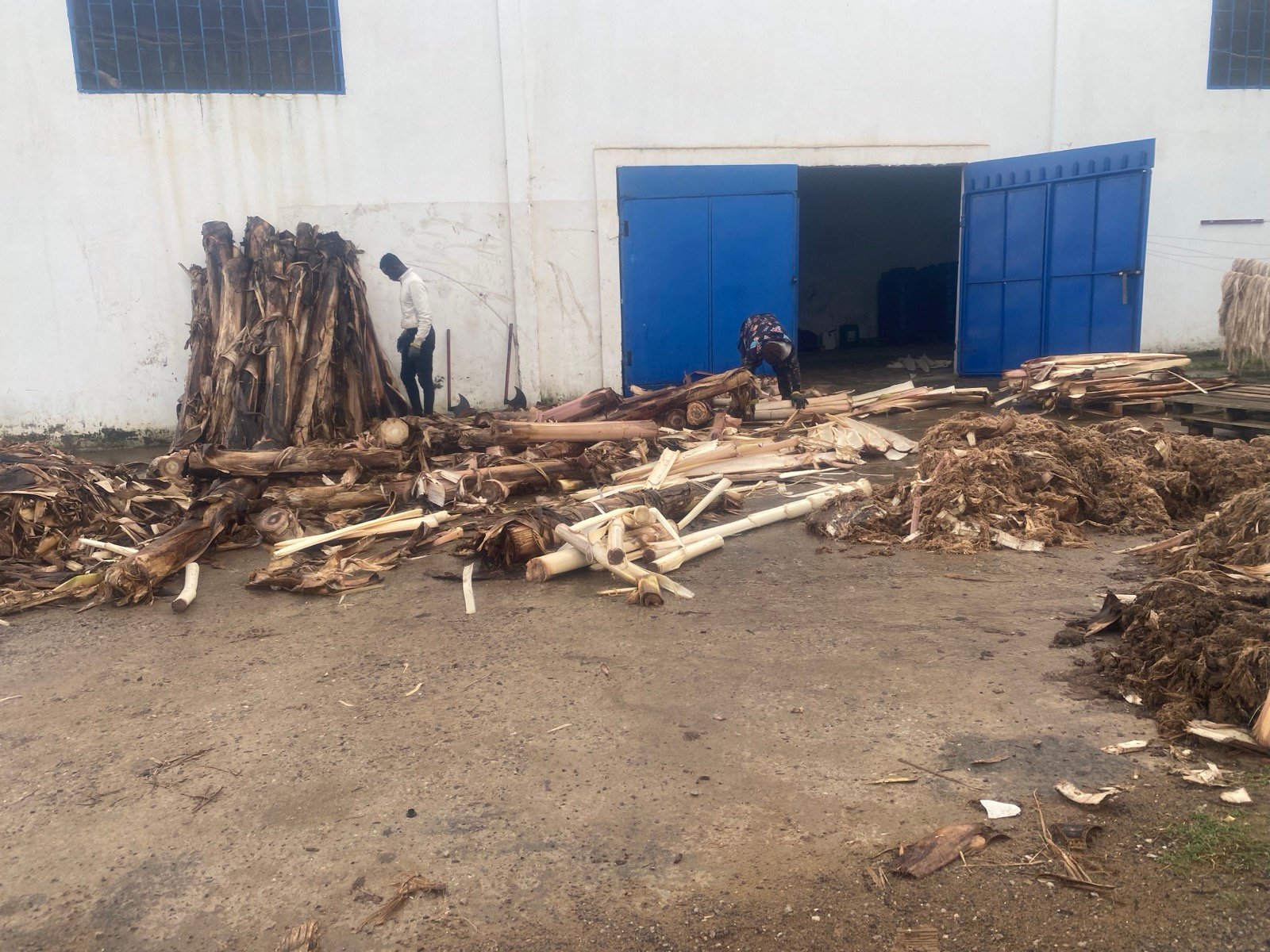 Banana pseudostems and extracted fibre being processed in the yard of the Kenitra facility