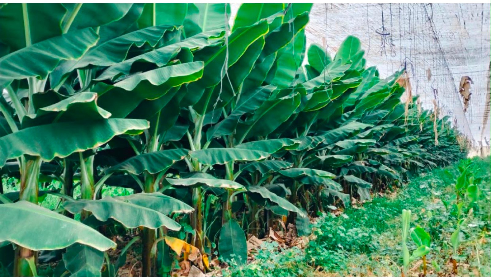 Banana plants growing under shade netting at BANANCO's plantation in Kenitra, Morocco