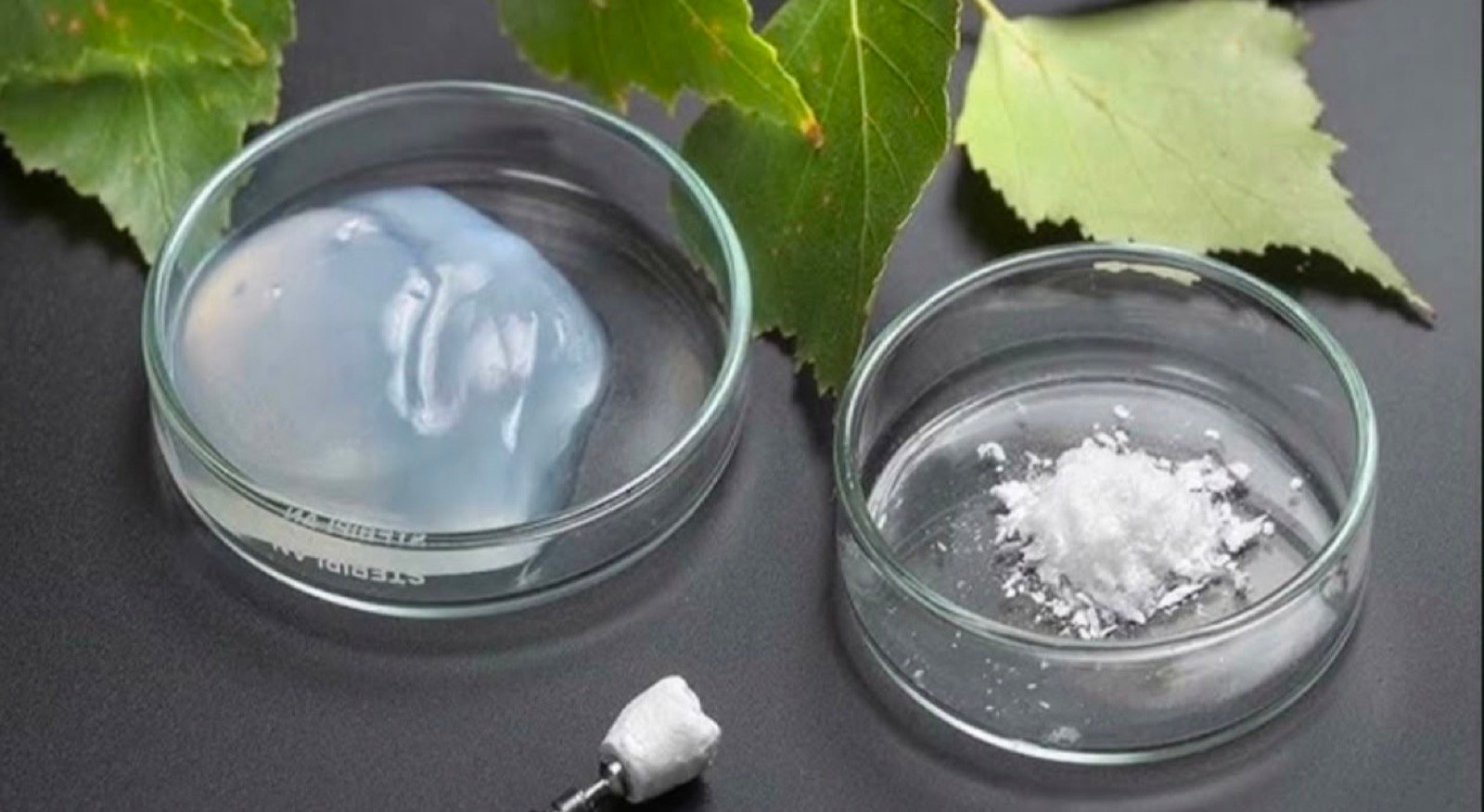 Nanocellulose gel and freeze-dried powder in petri dishes